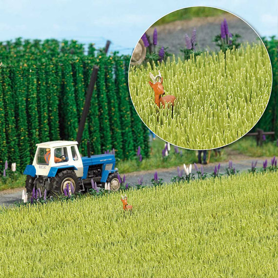 CAMPO D�ORZO
