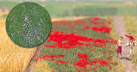 Campo di cardi cm 29x18