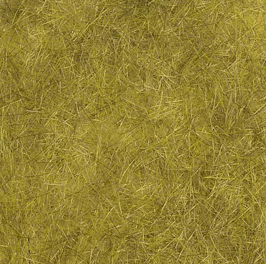 campo di grano