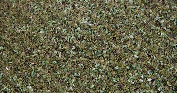 PREMIUM Segmento campo con erbe selvatiche