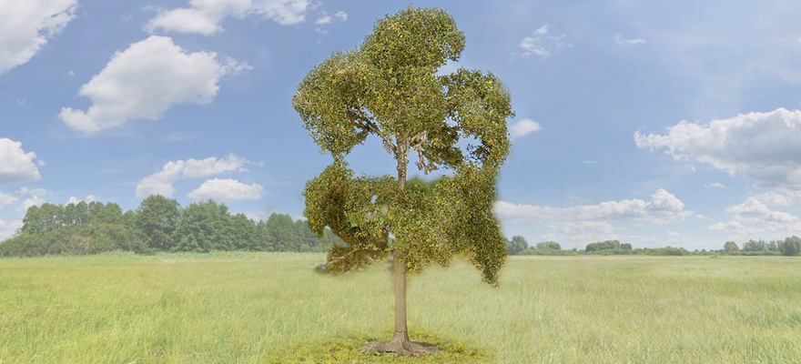 1 PREMIUM Quercia