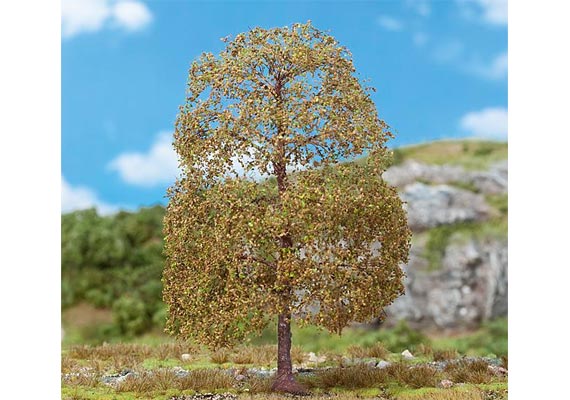 1 PREMIUM tiglio in autunno