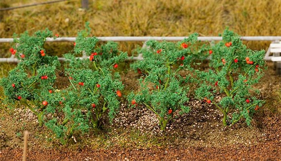 18 piante di pomodoro