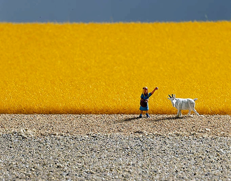 ERBA, GIALLO ORO