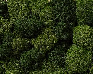 BUSTA LICHENE VERDE 75 g