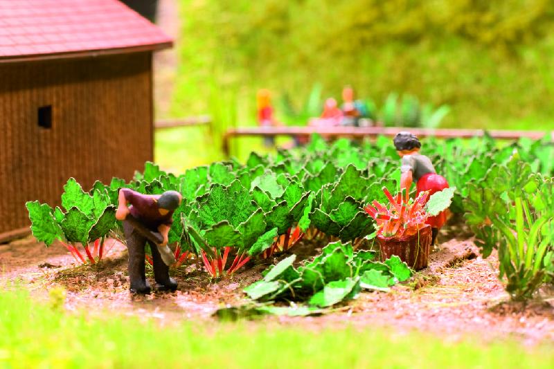 Laser-Cut minis Rabarbaro, 12 plants
