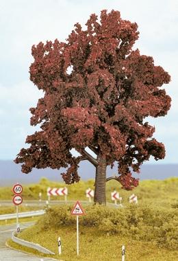 Faggio, 13 cm #