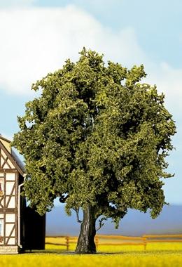 Quercia, 16 cm