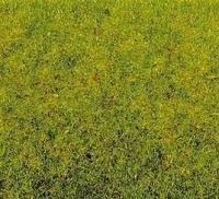 Vedi Scheda Noch 08300 - ERBA PRIMAVERILE  20 GRAMMI Noch - Scala  H0 TT N 